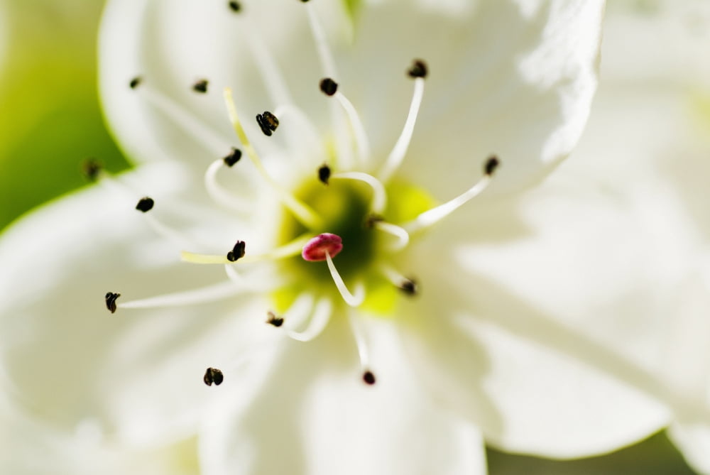 White Crocus Blossom Selective Focus On Stamens And Pistil Canvas Art - Ray Laskowitz Design Pics (34 x 22)