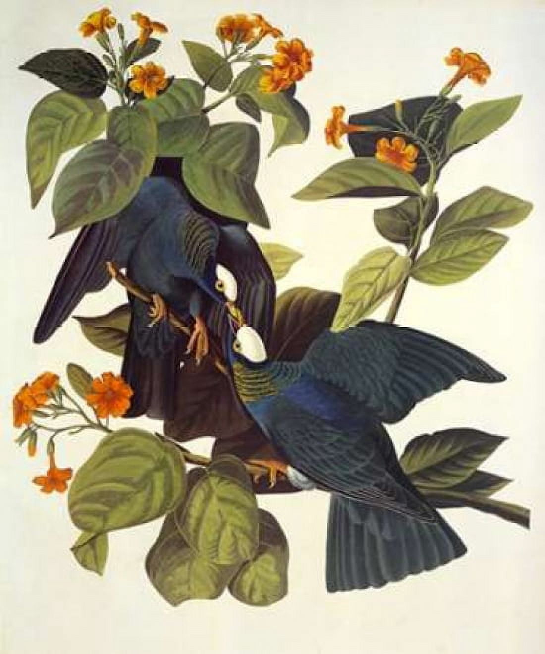 White-Crowned Pigeon Canvas Art - John James Audubon (20 x 24)