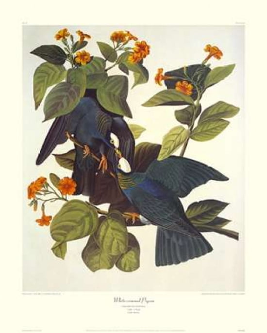 White-Crowned Pigeon (decorative border) Canvas Art - John James Audubon (24 x 30)