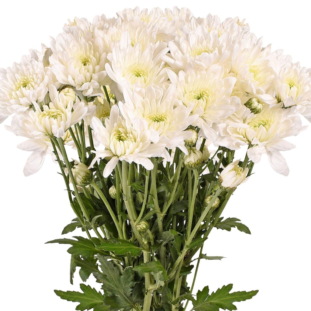 White Pom Pom Ball Stem - Kelea's Florals