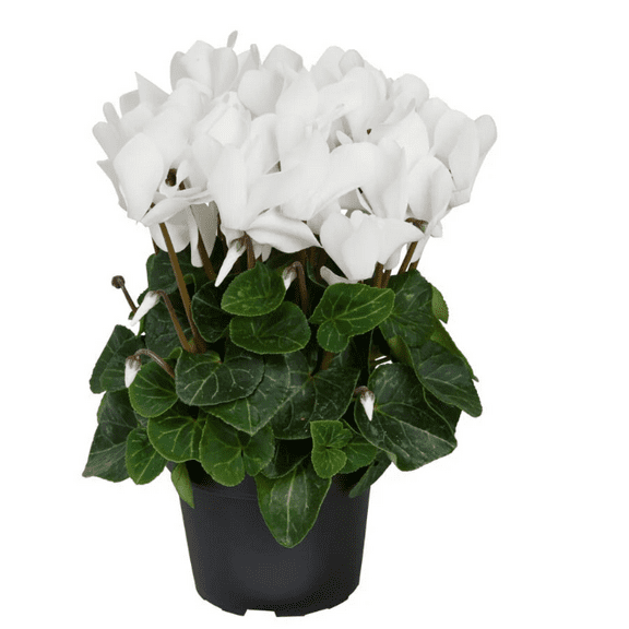 White Cyclamen Plant Live Cyclamen Flowers Plant Persian Cyclamen Persian Violet Flowers Well Rooted 4"Pot