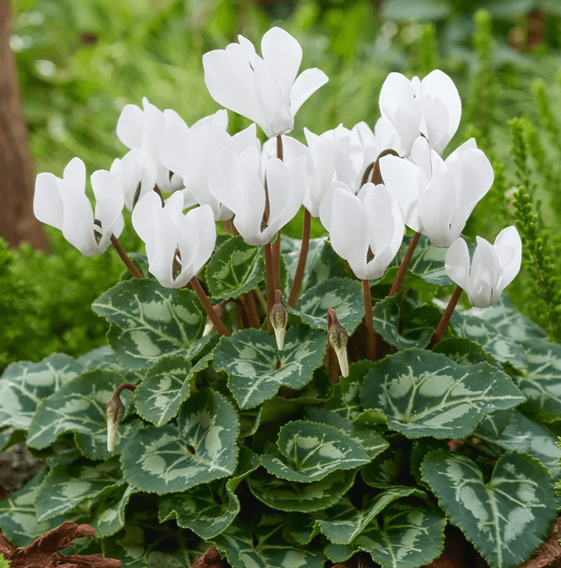 White Cyclamen Plant Live for Planting, Hardy Cyclamen Flowers, In 4 Inc  Pot, Indoor Cyclamen Houseplant with Blooming Potted Flowers