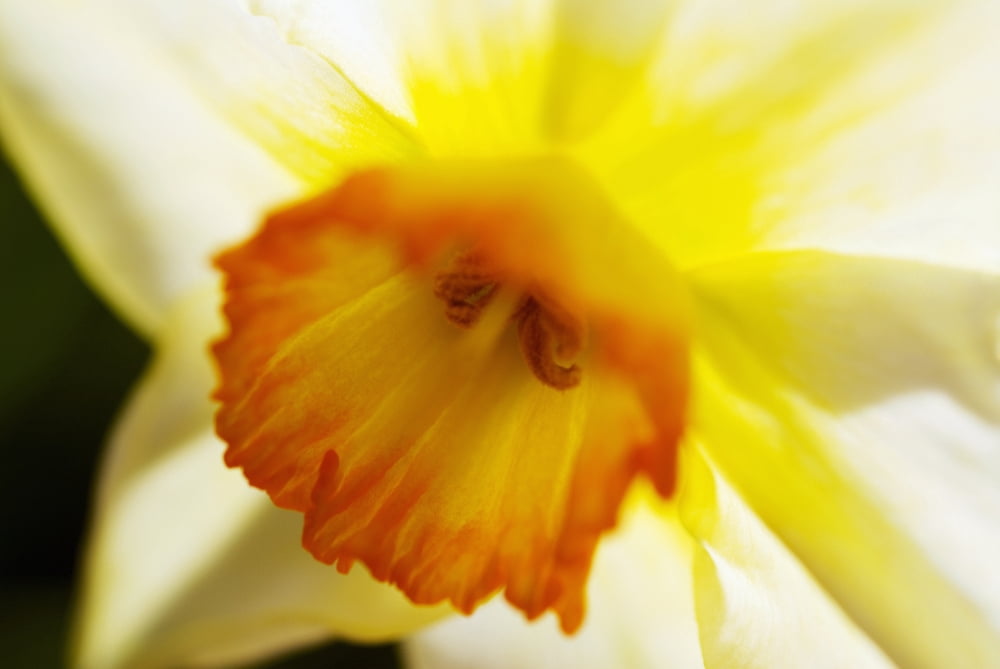 White Daffodil Selective Focus On Flower Center Canvas Art - Ray Laskowitz Design Pics (17 x 11)