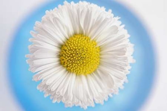 White Daisy Canvas Art - Cora Niele (24 x 36)