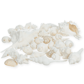 White Decorative Sea Shell Mix | 1 Pound of Shell for Decoration | Shells for Craft