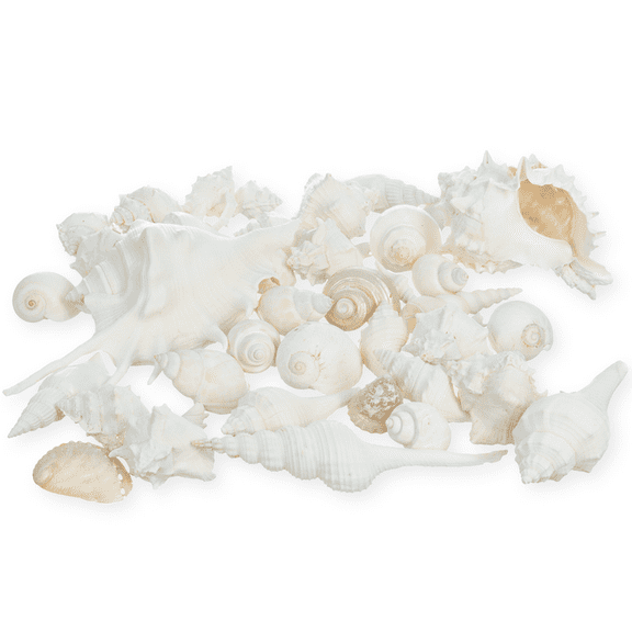 White Decorative Sea Shell Mix | 1 Pound of Shell for Decoration | Shells for Craft