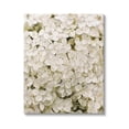 thumbnail image 1 of White Delicate Hydrangea Petals Botanical & Floral Graphic Art Gallery Wrapped Canvas Print Wall Art, 1 of 7