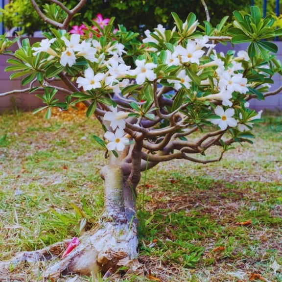 White Desert Rose Live Plant, Succulent Cactus Plant, Adenium Desert Rose Plant Live, Colorful Bonsai Tree, 4 to 8 Inches Tall