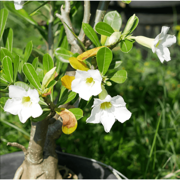 White Desert Rose Live Starter Plants for Planting, Adenium Obesum Plant, Vibrant Blooming Succulent, Desert Rose Plant Live, 4-8 Inch Tall, No Ship Pot