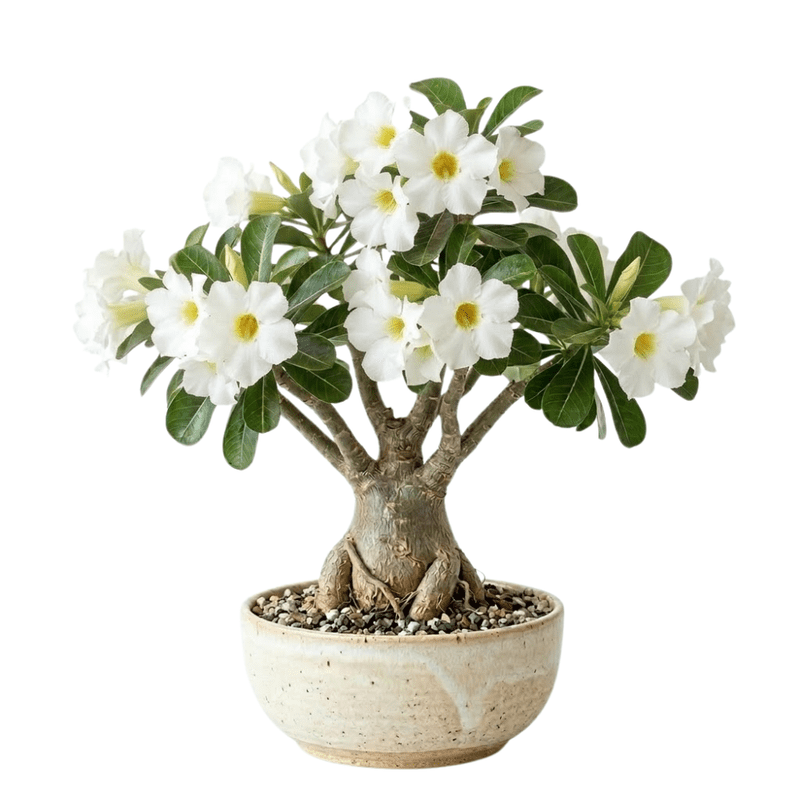 White Desert Rose Plant Live, Adenium Obesum Desert Rose, 4-8 Inc Tall, Perennia and Hardy Succulent for Indoor and Outdoor Planting