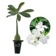 thumbnail image 1 of White Desert Rose Plant - Live Starter Plant - Adenium Obesum - Dramatic Drought Tolerant Cactus Succulent, 1 of 2