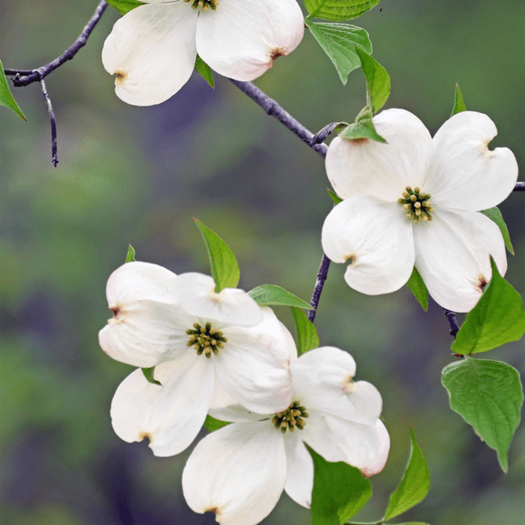 White Dogwood Plant Live, Dormant Tree, White Flowering Dogwood for Outdoor Landscape, Quart Pot