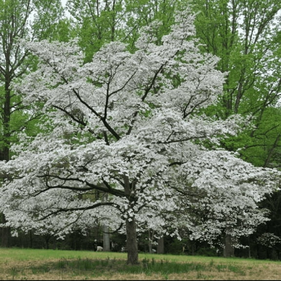 White Dogwood Tree, 8-10 Inch Height, Ornamental Garden Plant, Hardy Flowering Shrub, Outdoor Landscaping Decor