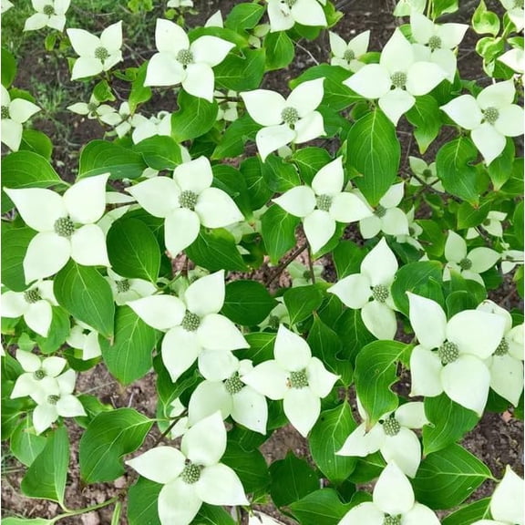 White Dogwood Tree Live Plant Dogwood Flowers Shurb Deciduous Dogwoods Small Trees, 8-12" Tall Qt Pot