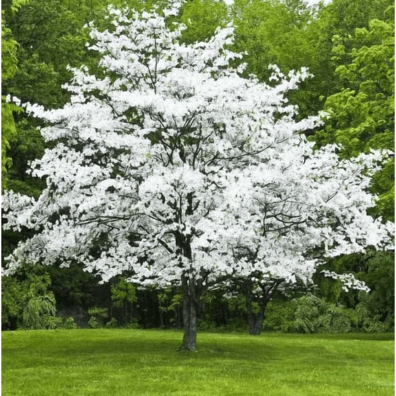 White Dogwood Tree Plant Live for Planting, White Flowering Dogwood Tree Plant Live for Outdoor 6 to 12 Inch Tall in Quart Pot - Dormant in Winter