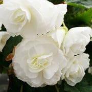 White Double Begonia Flower Bulbs - 3 Tubers per Pack - Attracts Butterflies and Hummingbirds - Deer Resistant - Grows Well In Containers - Full to Part Shade - Easy to Grow - Outdoor Garden