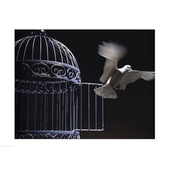 White Dove escaping from a birdcage 24.00 x 18.00 Poster Print