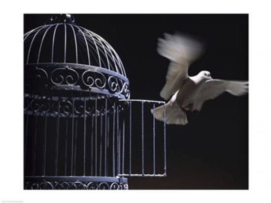 White Dove escaping from a birdcage Canvas Art - (24 x 18)