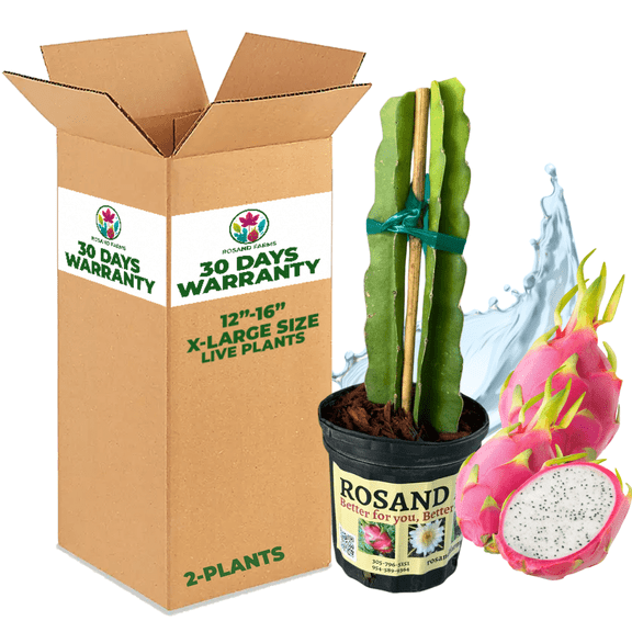 Rosand Farms - White Dragon Fruit - 2 Pack Live Potted Plants | 12 to 16 Long |Self-Fertile | White Flesh Pitahaya or Hylocereus Undatus