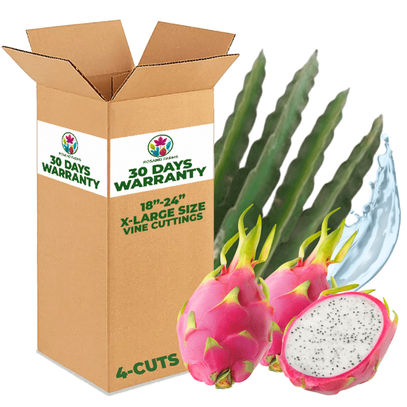 Rosand Farm - White Dragon Fruit Live Rooted Vine Cuttings | 18 to 24 Long | Self-Fertile | 4-Count of White Flesh Pitahaya or Hylocereus Undatus