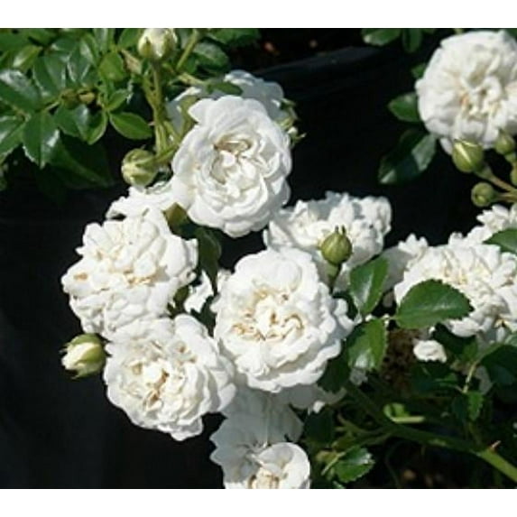 White Drift Groundcover Rose - Live Plant - ( 1 QT ) - Full Sun - Repeat Blooms