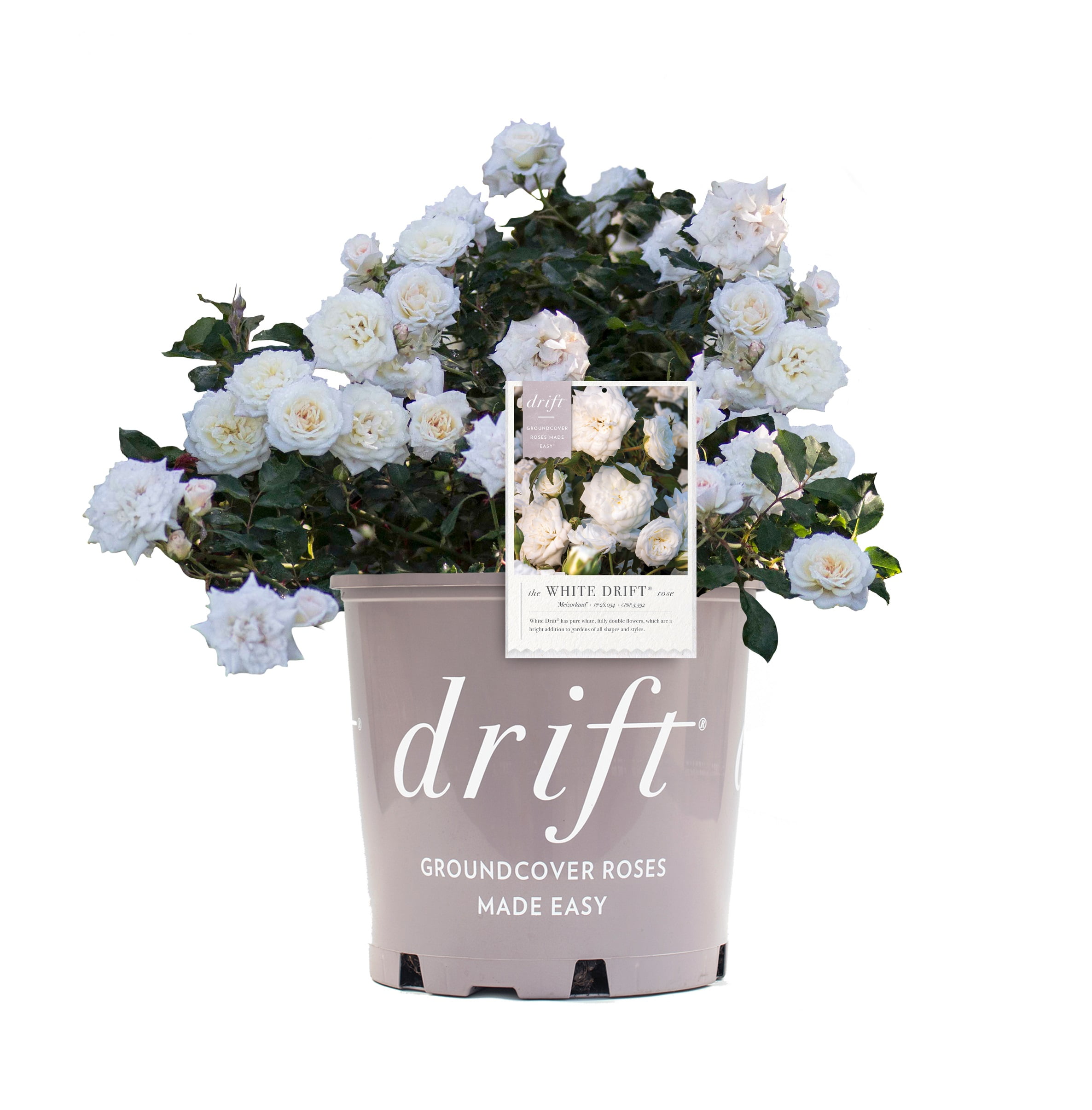 White Drift Rose (1 Gallon) Low-Growing Groundcover Deciduous Flowering Shrub - Full Sun Live Outdoor Plant