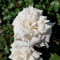 thumbnail image 1 of White Drift Rose (2 Gallon) Low-Growing Groundcover Deciduous Flowering Shrub - Full Sun Live Outdoor Plant, 1 of 4