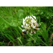 White Dutch Clover Seed Nitro Coated & Inoculated- 1 Lb.