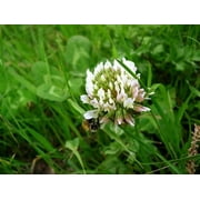 White Dutch Clover Seed Nitro Coated & Inoculated- 20 Lbs.