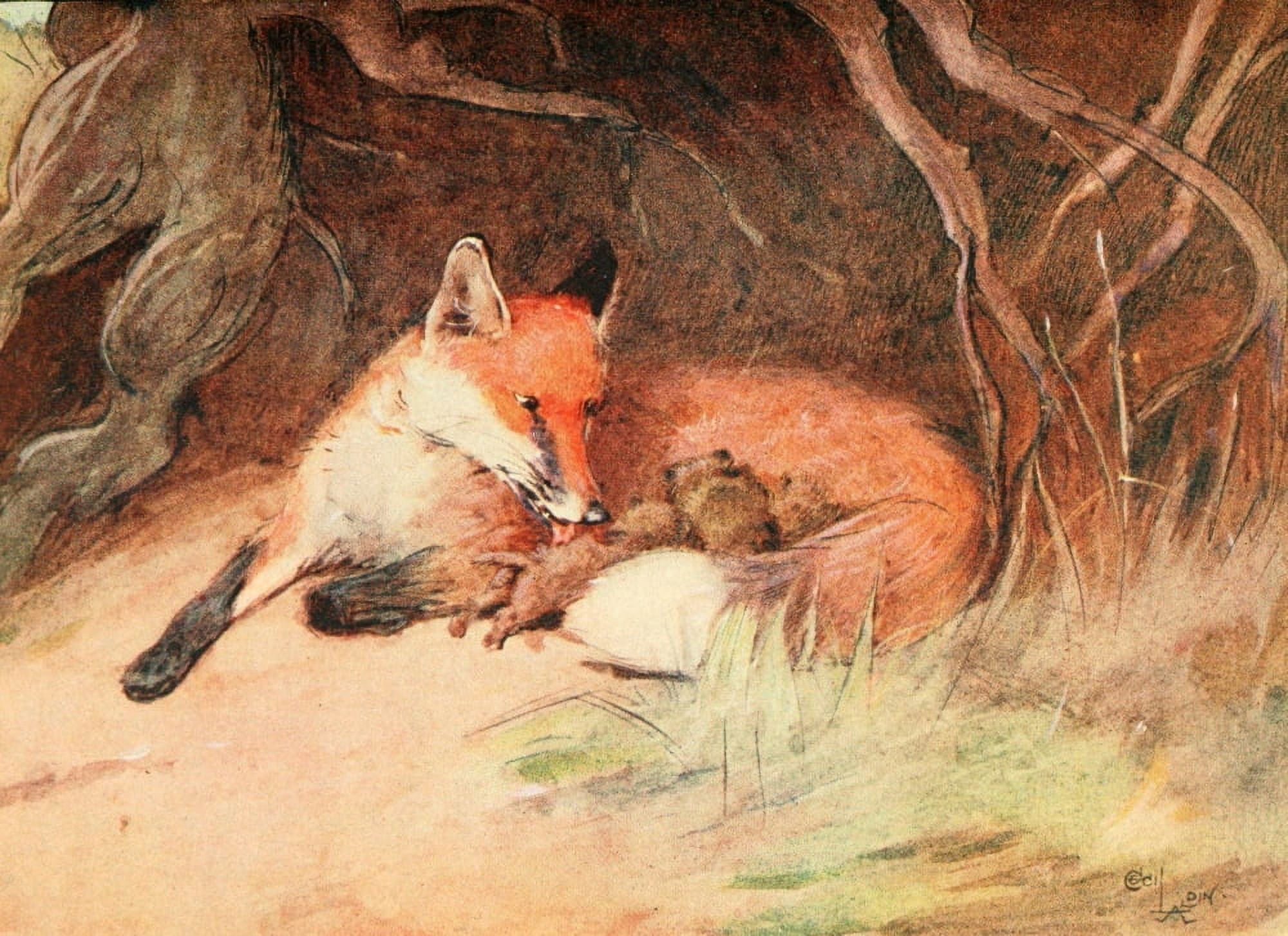 White Ear & Peter 1912 Fox & cubs Canvas Art - Cecil Aldin (18 x 24)