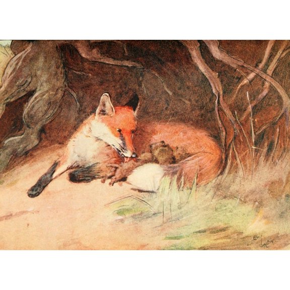 White Ear & Peter 1912 Fox & cubs Canvas Art - Cecil Aldin (18 x 24)