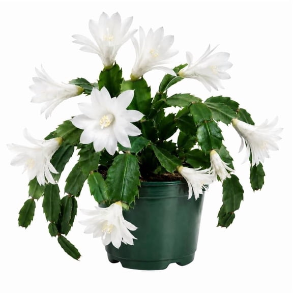 White Easter Cactus Plant Live 4-6 Inches, Vibrant Spring Bloomer for Indoor Decor, Patio Pots, Ready to Grow