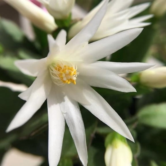 White Easter Cactus Plant Live 4-7 Inches, Spring Easter Cactus, Vibrant Seasonal Blooms for Indoor Planting