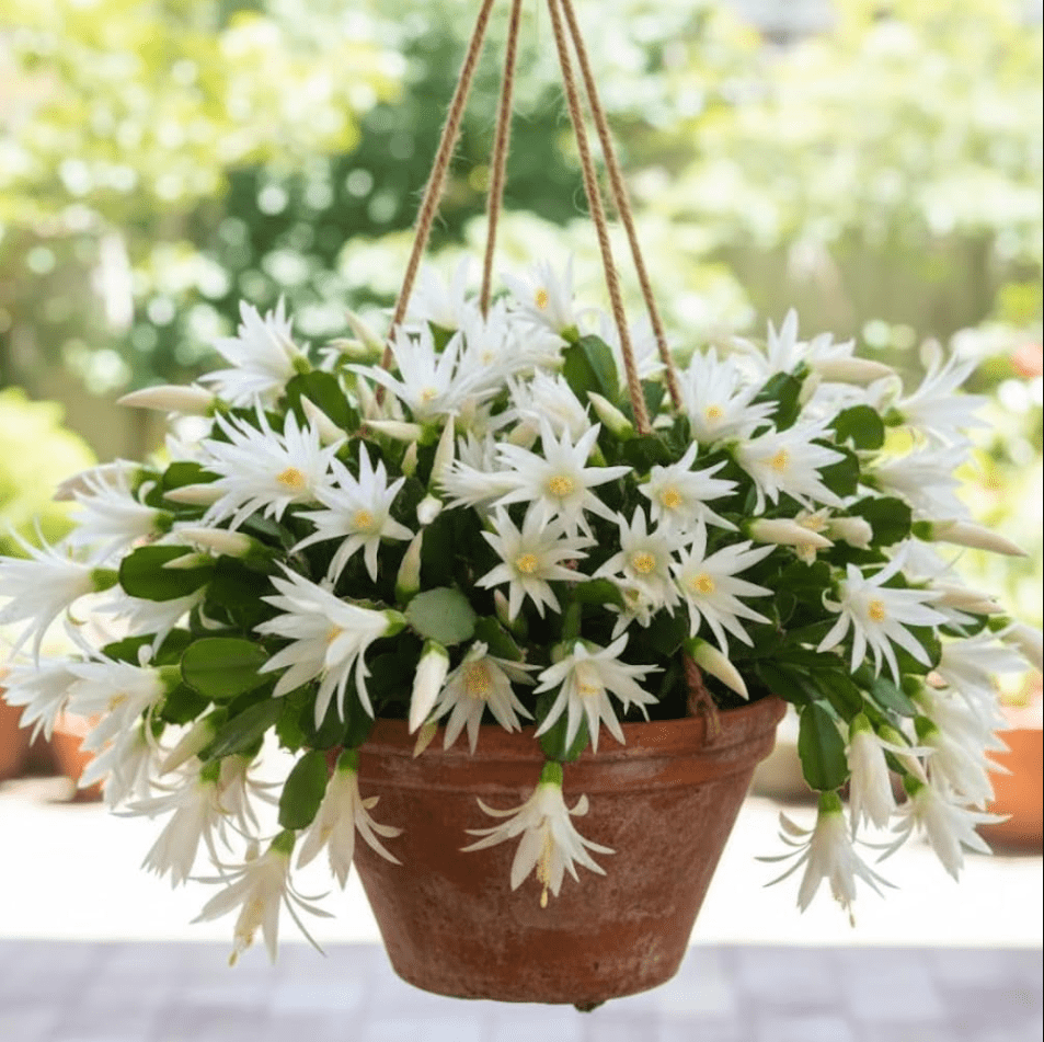 White Easter Cactus Plant Live for Planting, Easter Cactus Plant, White Spring Cactus Plant Perennial Flower Easter Cactus for Indoor Garden, 4 to 6 Inch Tall, No Pot