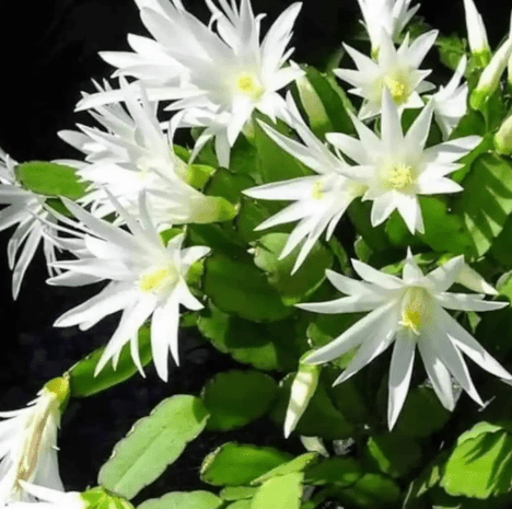 White Easter Cactus Plant Live for Planting, Easter Cactus Flower Plant for Indoor Outdoor 4 to 6 Inch Tall