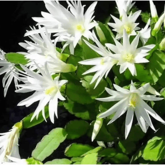White Easter Cactus Plant Live for Planting, Easter Cactus Flower Plant for Indoor Outdoor 4 to 6 Inch Tall