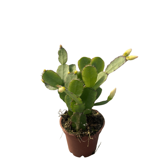White Easter Cactus - Rhipsalidopsis - 2.5" Pot - Rare Plant