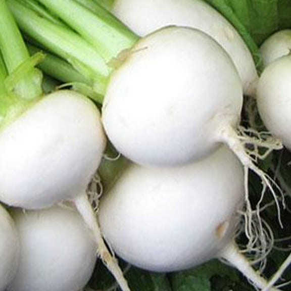 White Egg Turnip Seeds - 2 g ~650 Seeds - Heirloom, Open Pollinated, Non-GMO, Farm & Vegetable Gardening & Micro Greens Seeds - AKA: Early White Egg, Snowball