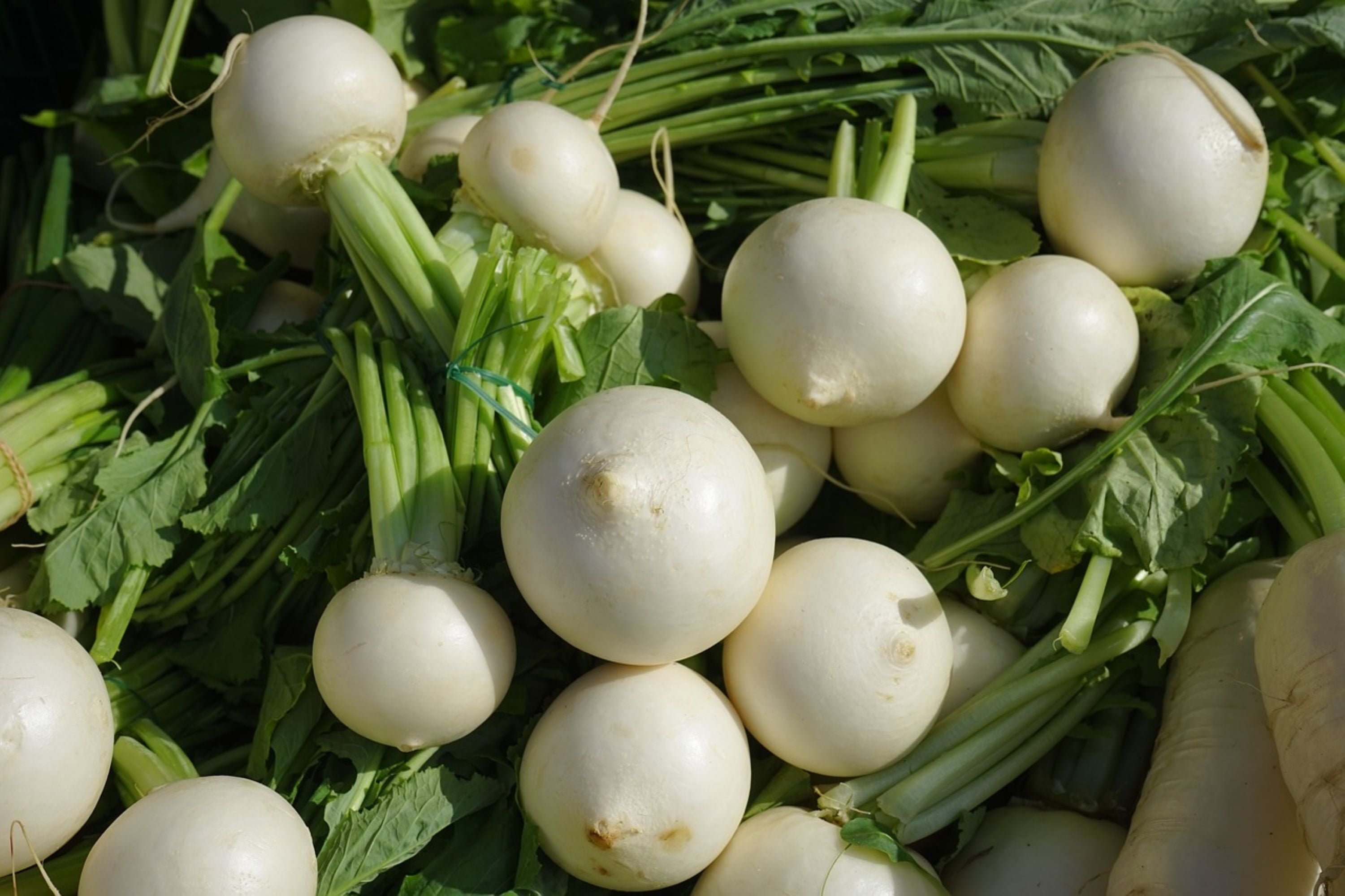 White Egg Turnip Seeds/ Annual/ Full Sun/ 44K Seeds 1/4lb/ Zellajake