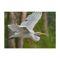 White Egret In Flight - Photography Wildlife Bird Nature Animal Scenic Wilderness Woodland Unframed Wall Art Print 4 x 6 inches