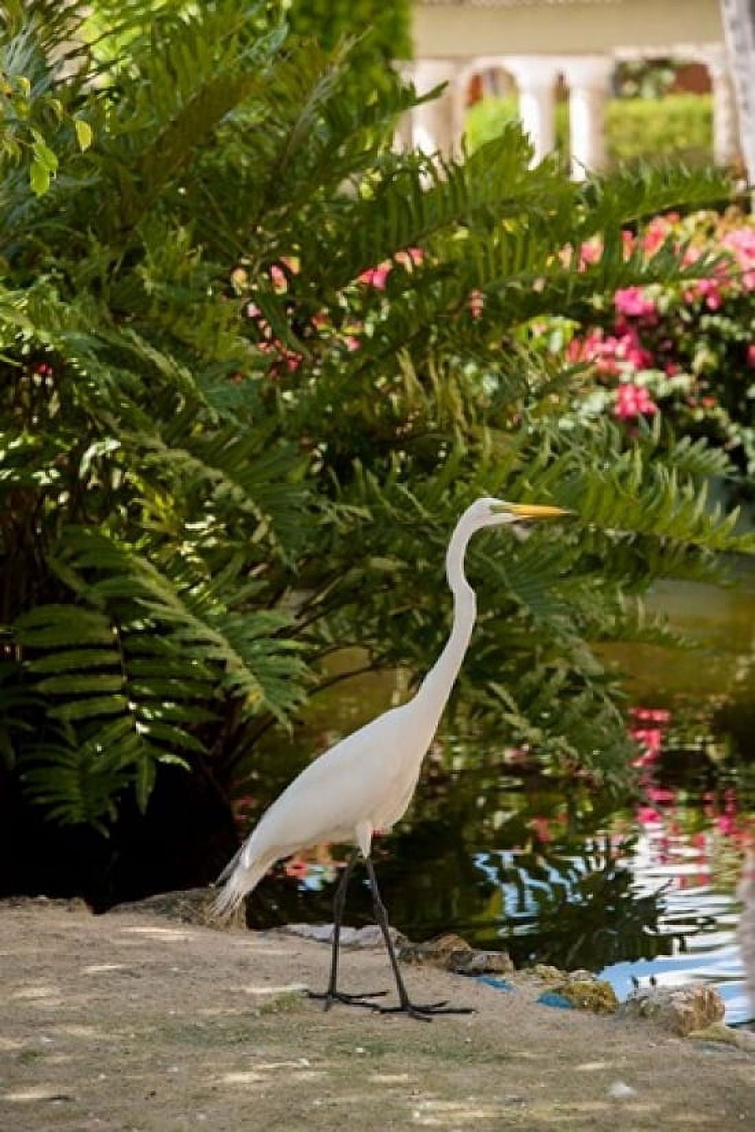 White Egret tropical bird Bavaro Higuey Punta Cana Dominican Republic Canvas Art - Lisa S Engelbrecht DanitaDelimont (24 x 36)