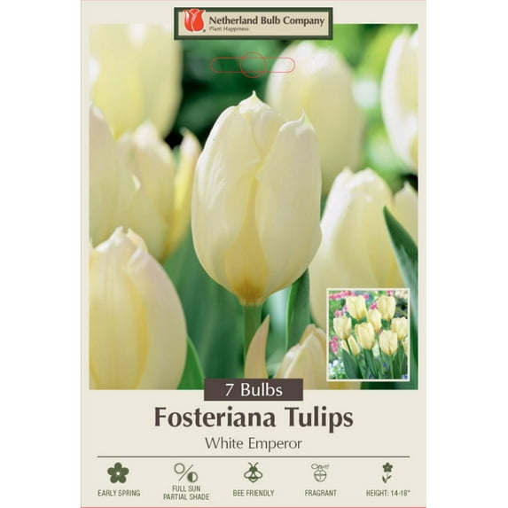 White Emperor Fosteriana 7 Tulip Bulbs - Pure White - 12/+ cm Bulbs