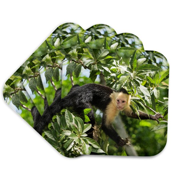 3drose, White-faced Capuchin Monkey. Roatan, Bay Islands, Honduras, Set of 4 Coasters - Soft