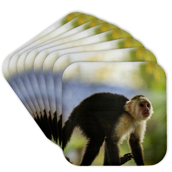 3drose, White-faced Capuchin Monkey. Roatan, Bay Islands, Honduras., Set of 8 Coasters - Soft