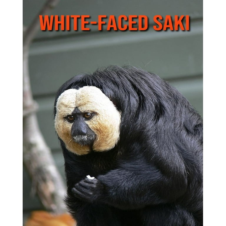 White-faced Saki