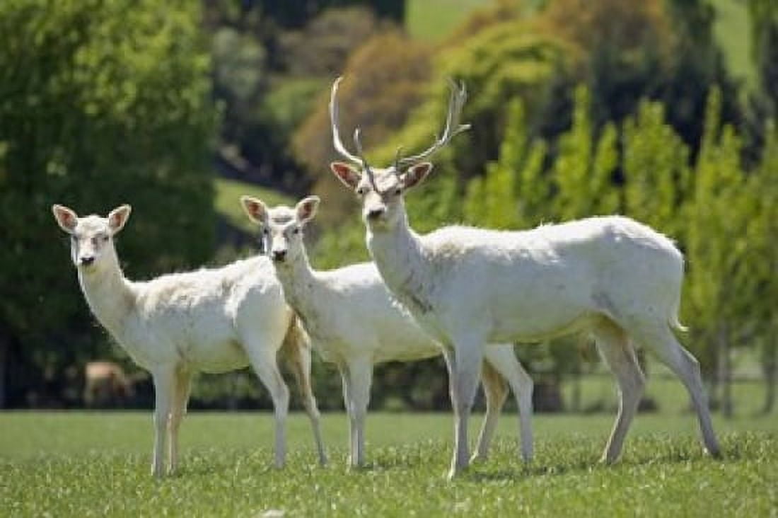 White Fallow Deer near Queenstown Otago South Island New Zealand Canvas Art - David Wall DanitaDelimont (24 x 15)