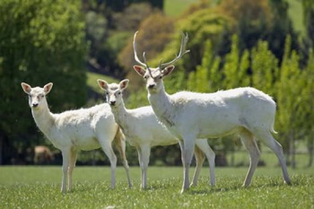 White Fallow Deer near Queenstown Otago South Island New Zealand Canvas Art - David Wall DanitaDelimont (35 x 24)