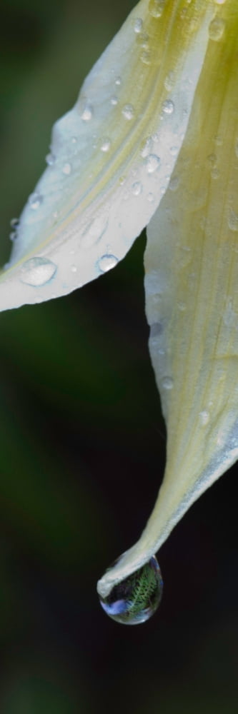 White Fawn Lily (Erythronium oregonum) in spring after a rain Silver Falls State Park Oregon USA Canvas Art - Panoramic Images (12 x 36)