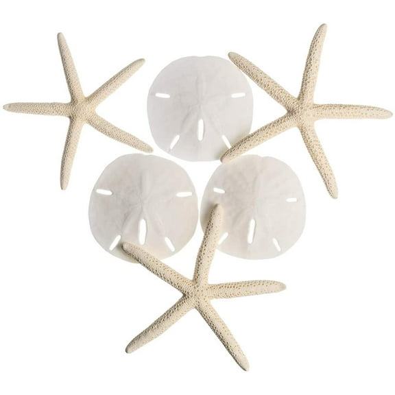 White Finger Starfish 4"-6" and Sand Dollars 3"-3-5" | 3 Each | Home Decor Art & Crafts