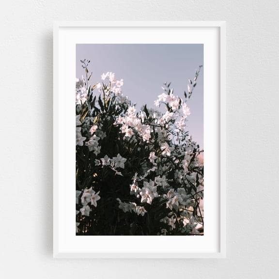 White Floral Potato Vine - Visalia California Photography Flowers Floral Nature Garden Botanical Scenic White Framed Wall Art Print 20 x 30 inches